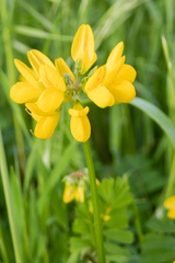 Securigera securidaca