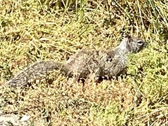 Otospermophilus beecheyi