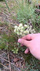 Lomatium