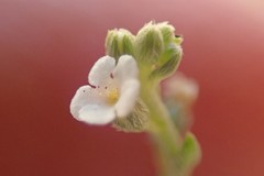 Pectocarya linearis ferocula