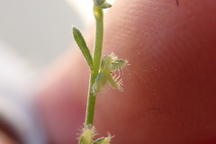 Pectocarya linearis ferocula