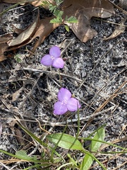Callisia ornata