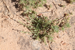 Pectocarya linearis ferocula
