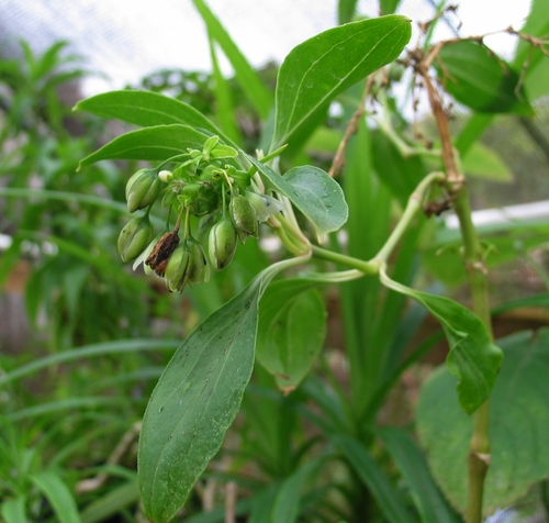 Schiedea obovata