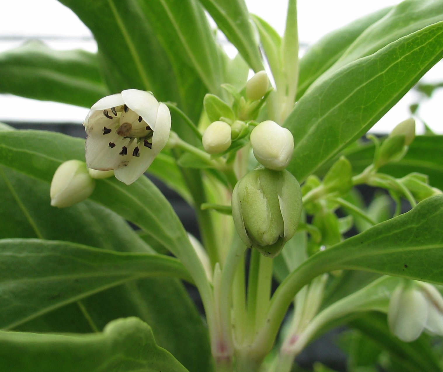 Schiedea obovata