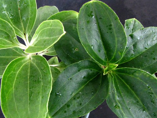 Schiedea obovata