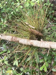 Tillandsia setacea
