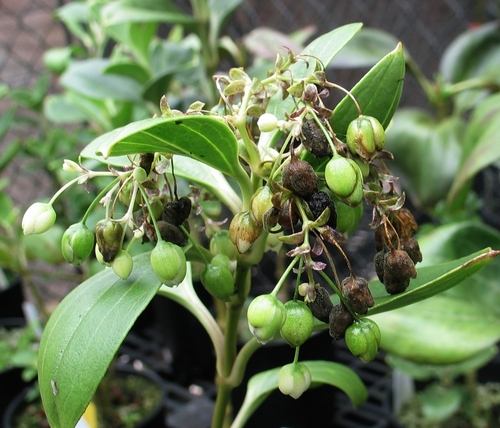 Schiedea obovata