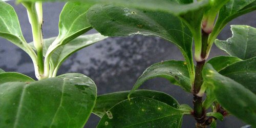 Schiedea obovata