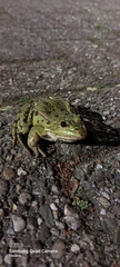 Pelophylax