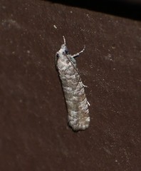 Retinia gemistrigulana