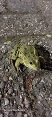 Pelophylax