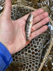 Salvelinus fontinalis