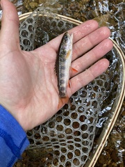 Salvelinus fontinalis