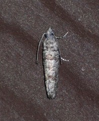 Retinia gemistrigulana