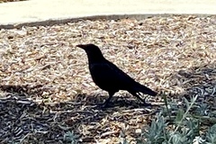 Corvus brachyrhynchos
