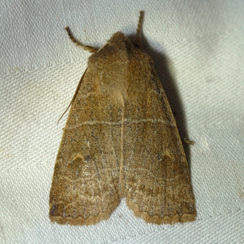 Morrison's Sallow photo 4