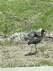 Plegadis falcinellus