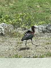 Plegadis falcinellus