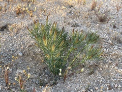 Stillingia paucidentata