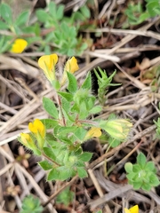 Lotus parviflorus
