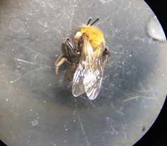 Andrena thoracica