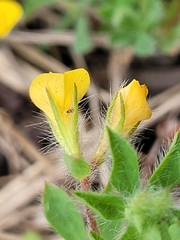Lotus parviflorus