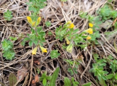 Lotus parviflorus