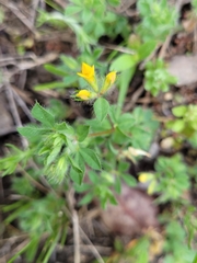 Lotus parviflorus