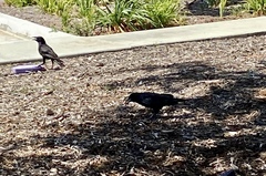 Corvus brachyrhynchos