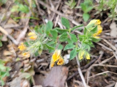 Lotus parviflorus