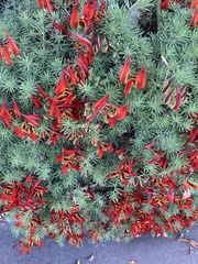 Lotus berthelotii