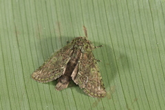 Disphragis danala