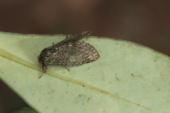 Disphragis danala