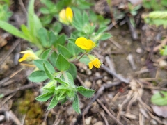 Lotus parviflorus