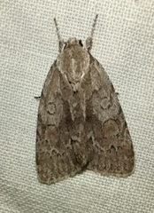 Bryonycta pineti