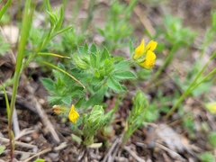 Lotus parviflorus