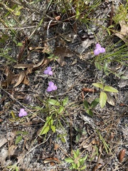 Callisia ornata