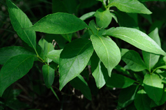 Lonicera alpigena