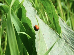 Coccinella septempunctata