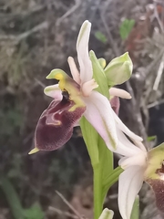 Ophrys exaltata archipelagi