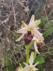 Ophrys exaltata archipelagi