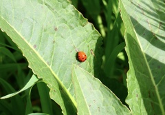 Coccinella septempunctata