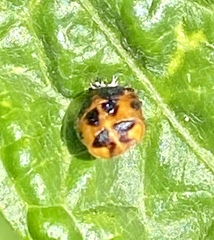 Harmonia axyridis