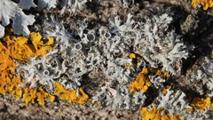 Physcia leptalea