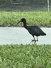 Plegadis falcinellus