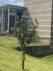 Magnolia grandiflora