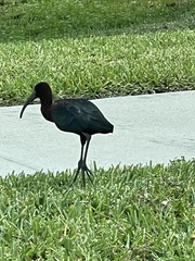 Plegadis falcinellus