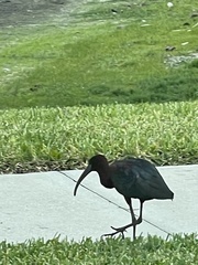 Plegadis falcinellus