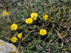 Lotus tetraphyllus